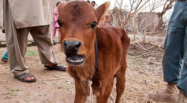 Morning Rundown: Bible Prophecy Fulfilled: Red Heifer Born in Israel Marks a Prophetic Milestone