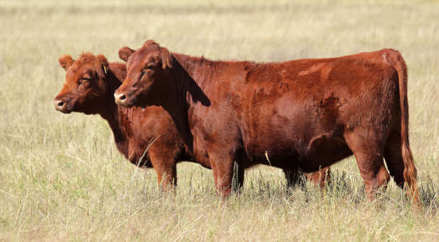 Top of the Week: Bible Prophecy Fulfilled: Red Heifer Born in Jerusalem Marks a Prophetic Milestone