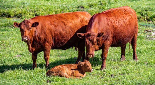 Prophetic Red Heifers Targeted in Coordinated Attack