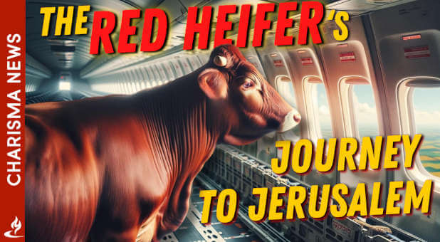 Red Heifer Project Sparks Hope and Spiritual Awakening