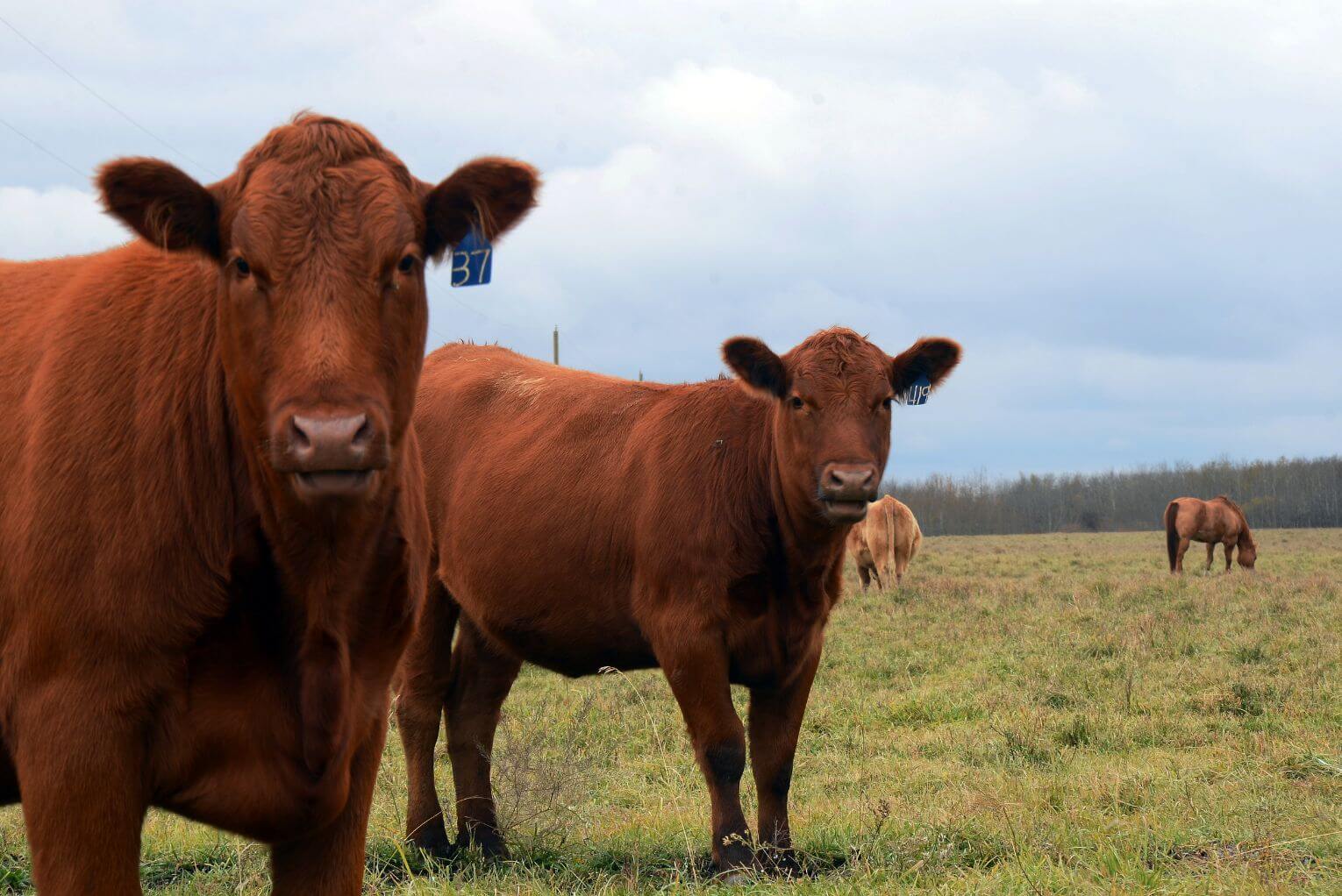 3 Things to Know About the Red Heifers