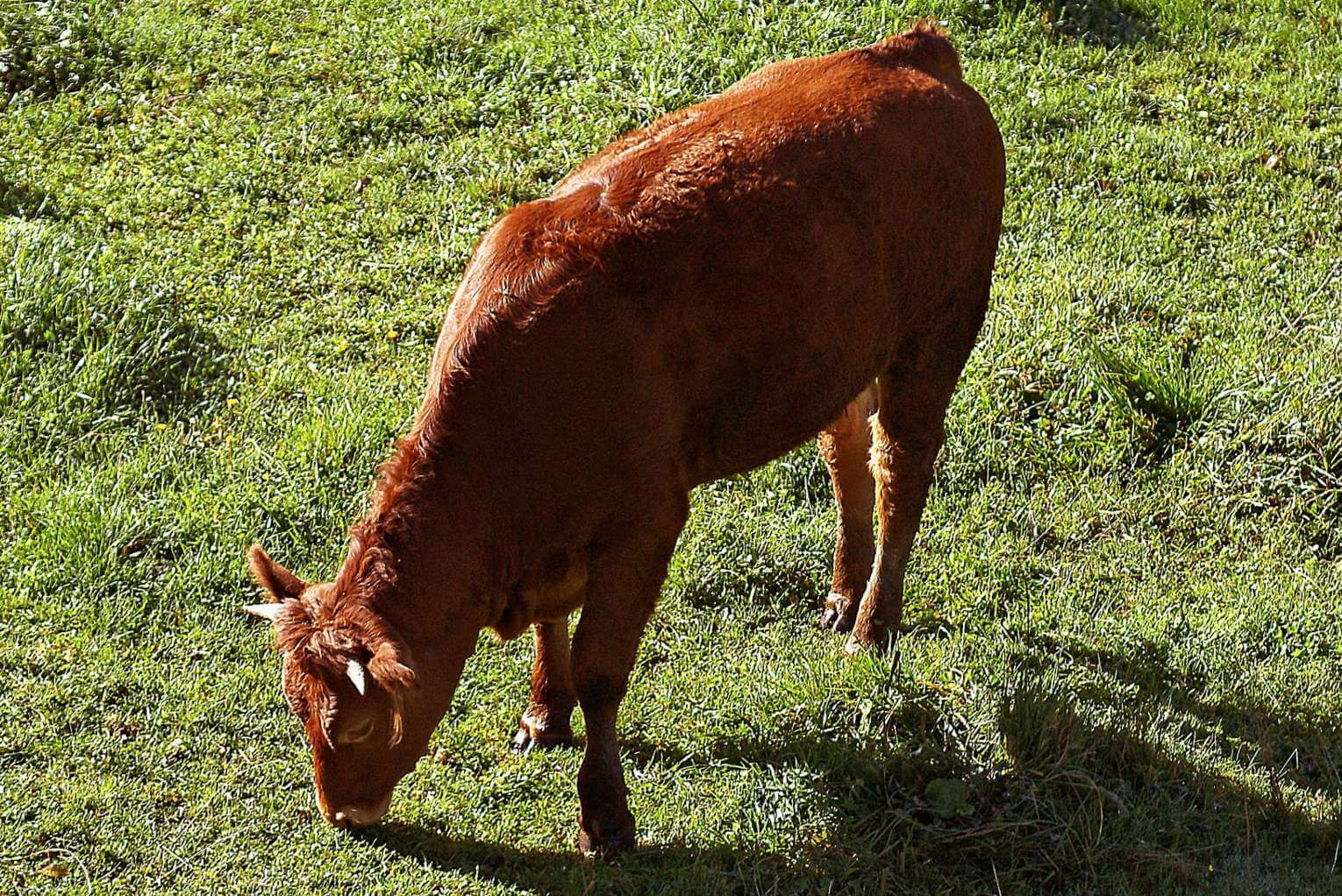 Morning Rundown: Are the Red Heifers a Sign of the End Times?