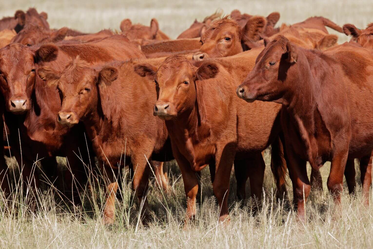 Are The Red Heifers a Sign of the End Times?