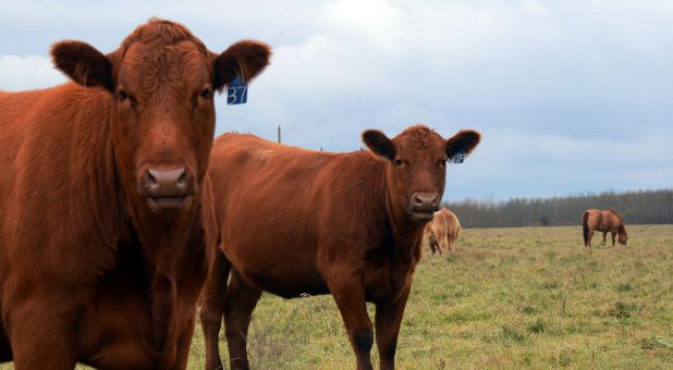 Red Heifers