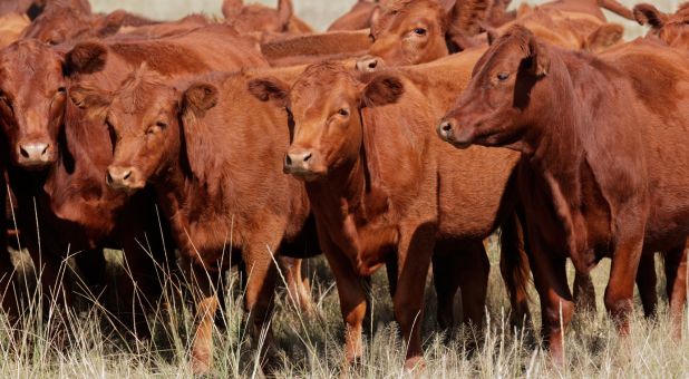 Red Heifers