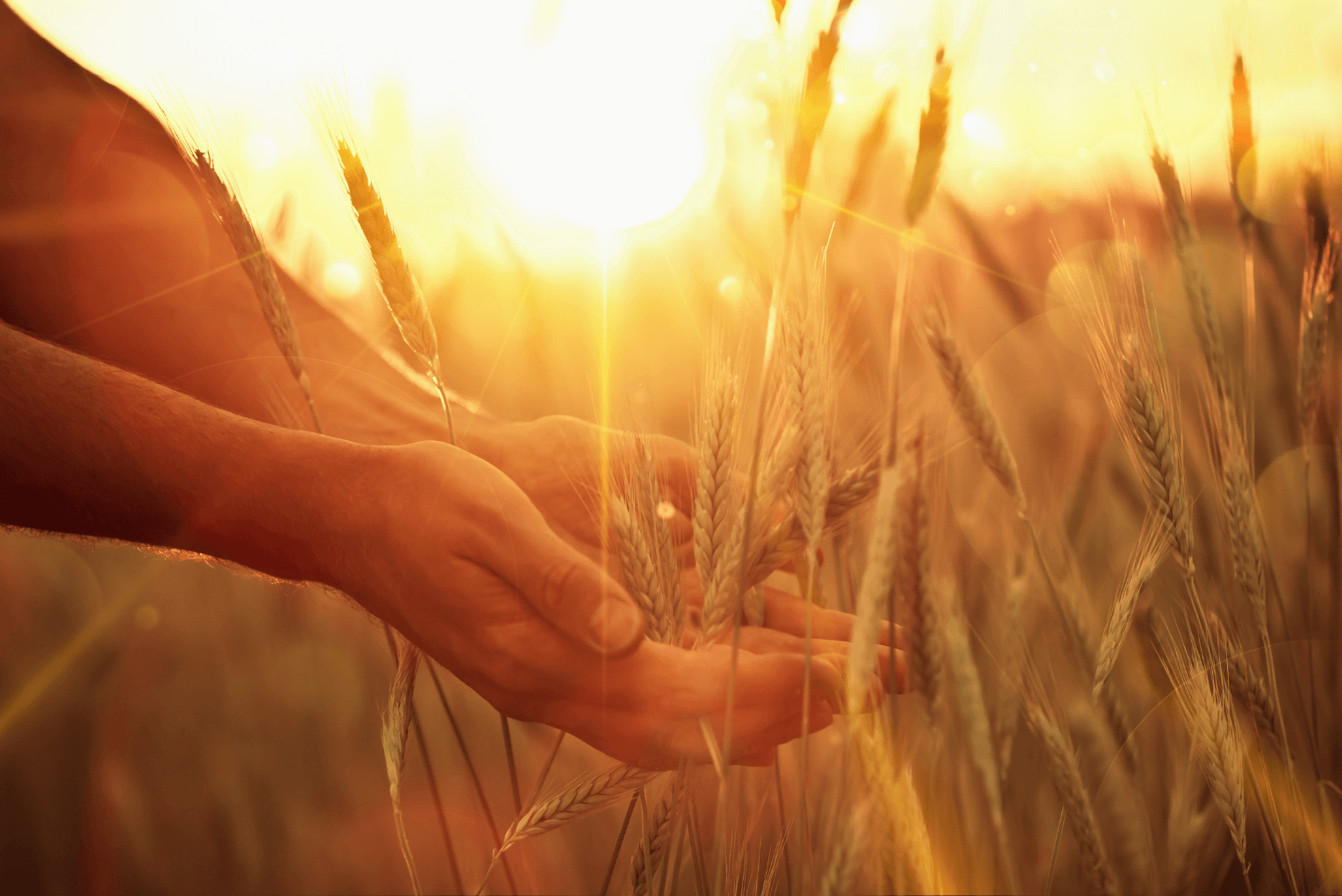 Are We in a Seven Year Window of Divine Harvest?