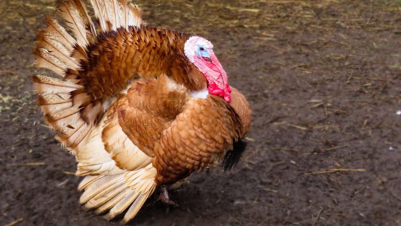 15 Tips to Help You Avoid Being a Thanksgiving Turkey