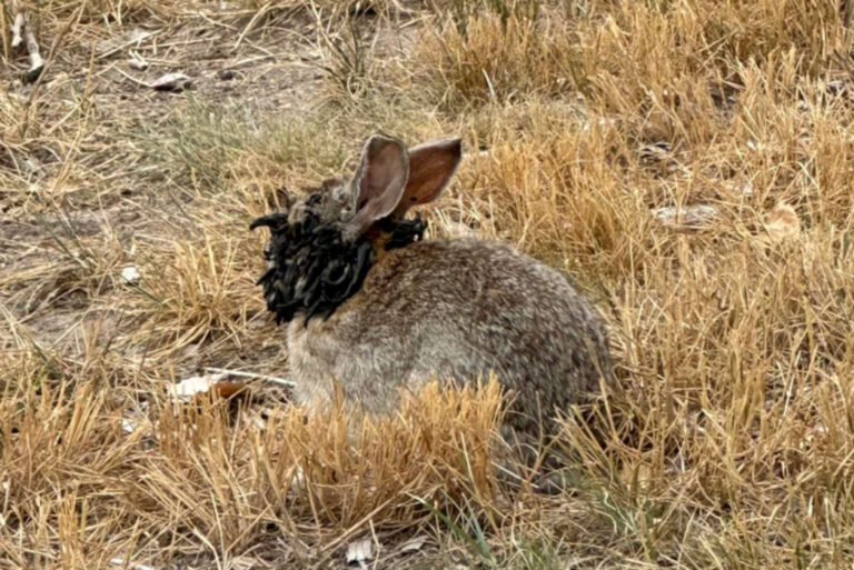 Diseased Rabbits With 'Tentacle-Like Growths On Their Faces' Are ...