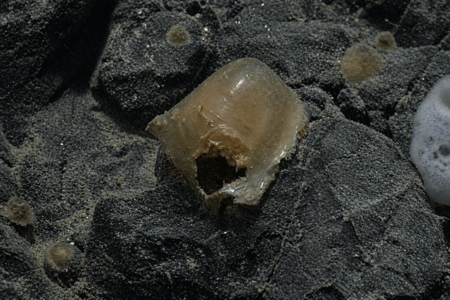 Scientists Finally Identify Mysterious ‘Golden Orb’ Found on the Ocean Floor