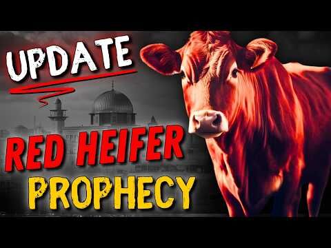 I Asked the EXPERT About the Prophetic Red Heifer Ceremony Exclusive Red Heifer Update